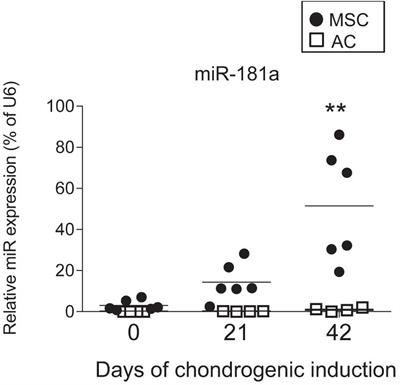 MiR-181a Targets RSPO2 and Regulates Bone Morphogenetic Protein – WNT Signaling Crosstalk During Chondrogenic Differentiation of Mesenchymal Stromal Cells